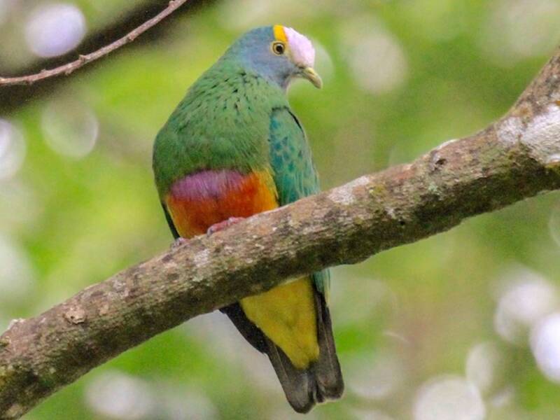 Colomba frugivora incoronata, Foto 3