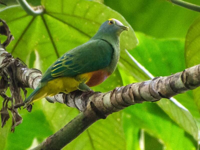 Colomba frugivora incoronata, Foto 2