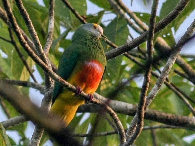 Colomba frugivora incoronata, Foto 4