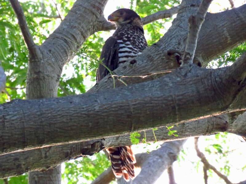 Collared Forest-Falcon, Photos 4