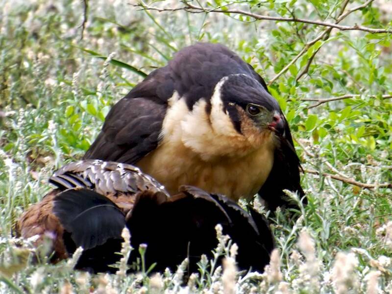 Collared Forest-Falcon, Photos 3