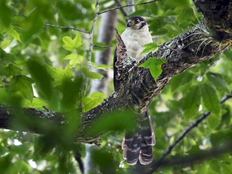 Collared Forest-Falcon, Photos 2