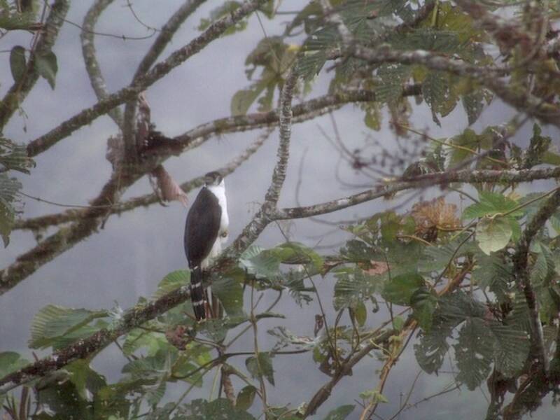 Collared Forest-Falcon (Micrastur semitorquatus)