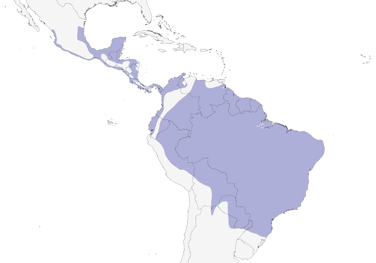 Collared Forest-Falcon, Distribution 1