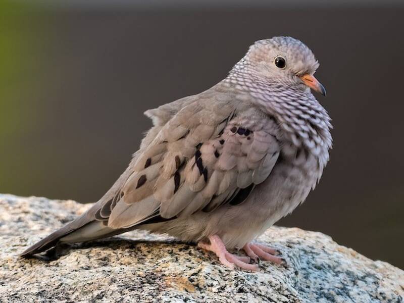 Common Ground Dove, 照片 3