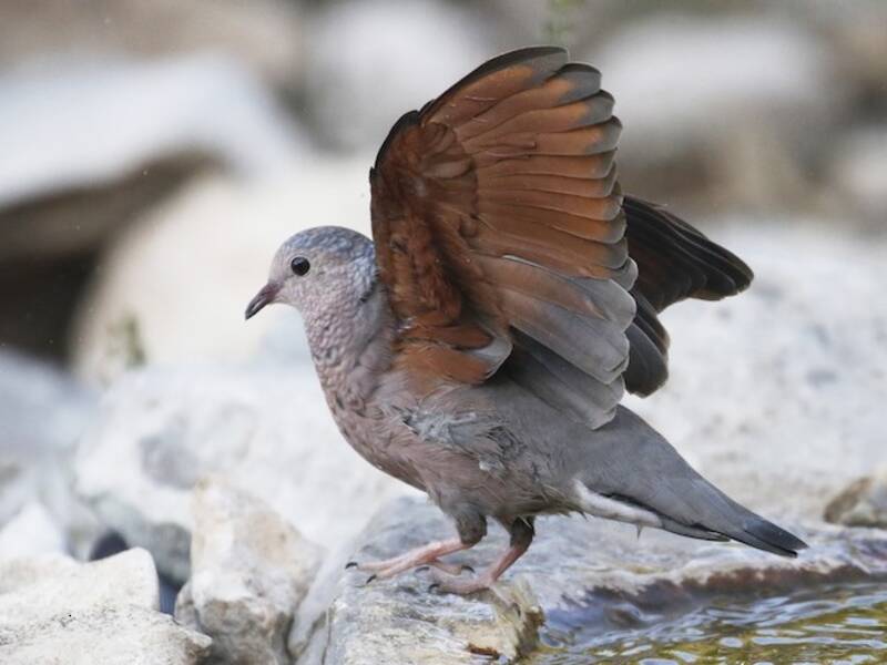Common Ground Dove, 照片 4