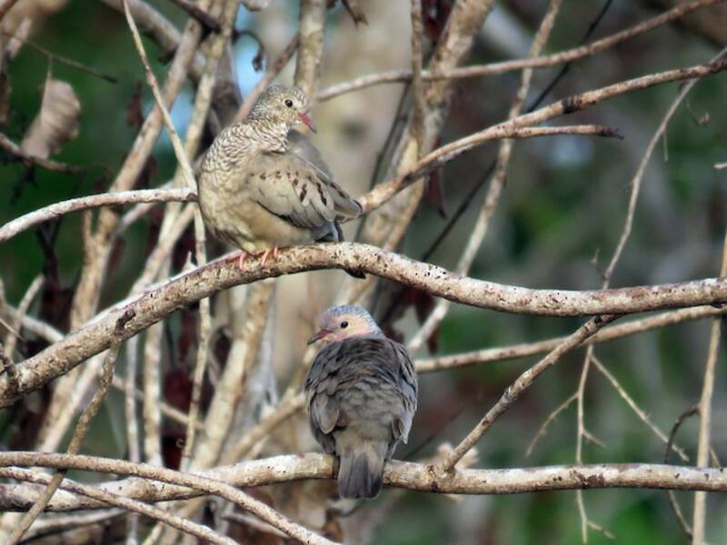 Common Ground Dove, 照片 2
