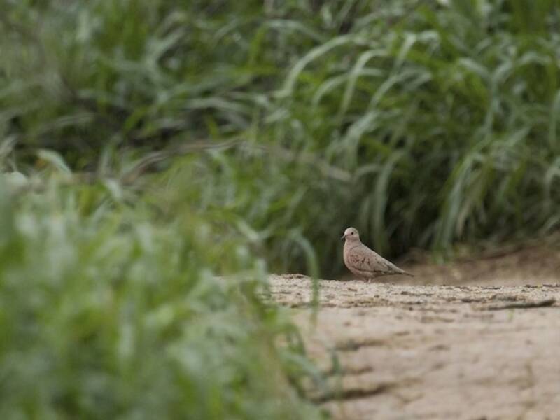 Common Ground Dove (Columbina passerina)