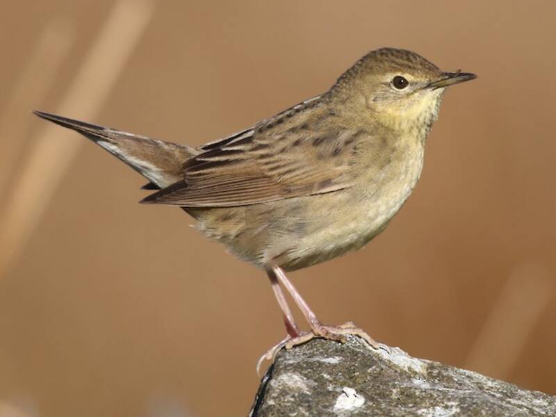 Common Grasshopper Warbler (Locustella naevia)