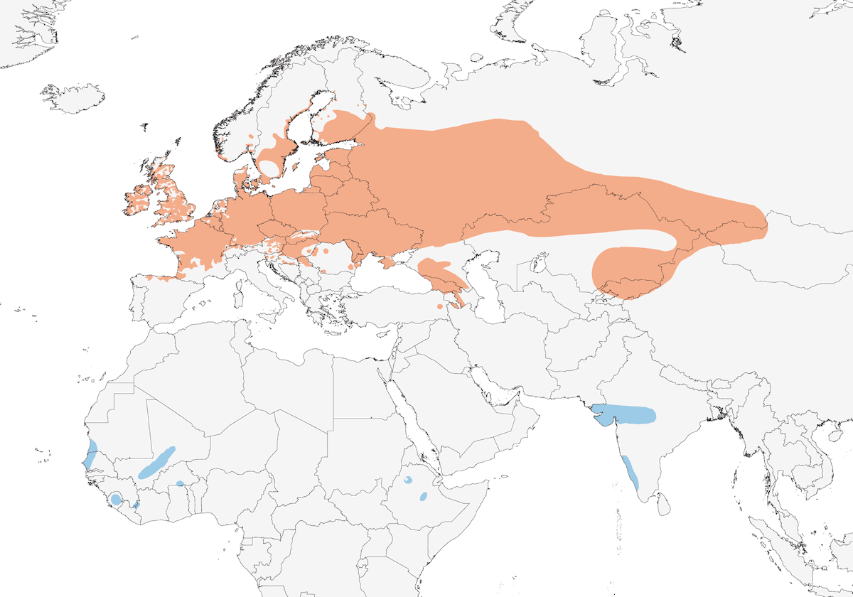 Luì di fiume comune, Distribuzione 1