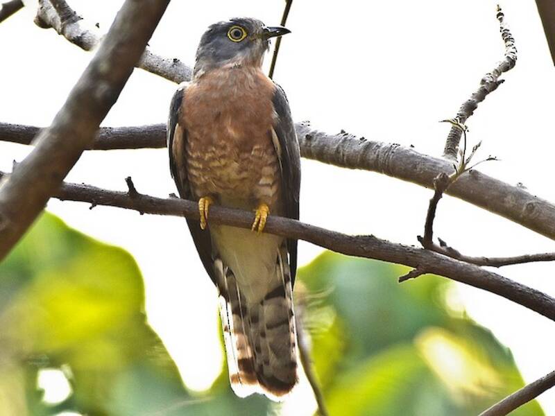 Common Hawk-Cuckoo, Photos 4