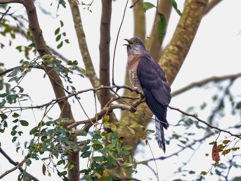 Common Hawk-Cuckoo, Photos 3