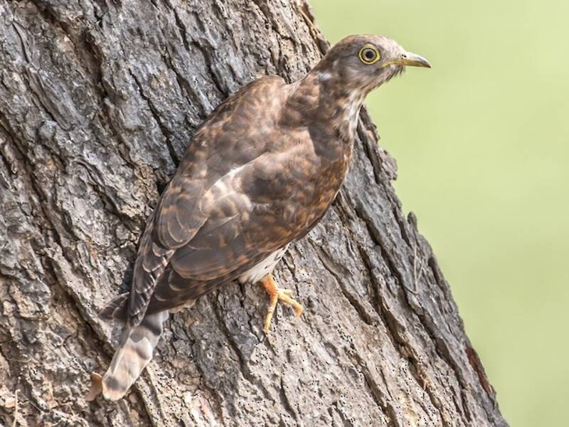 Common Hawk-Cuckoo, Photos 2