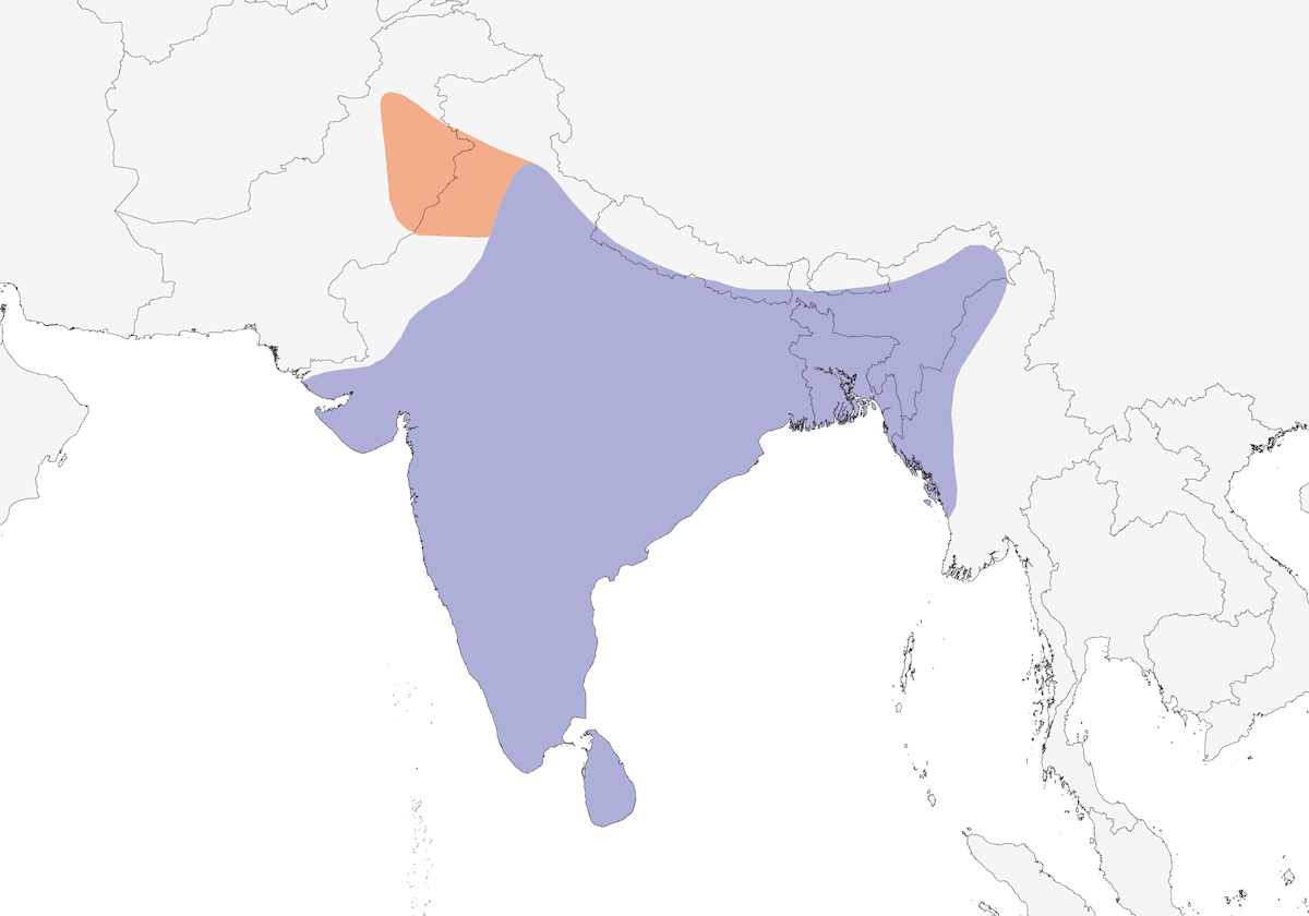 Common Hawk-Cuckoo, Distribution 1