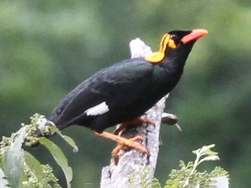 Tenggara Hill Myna, Photos 2