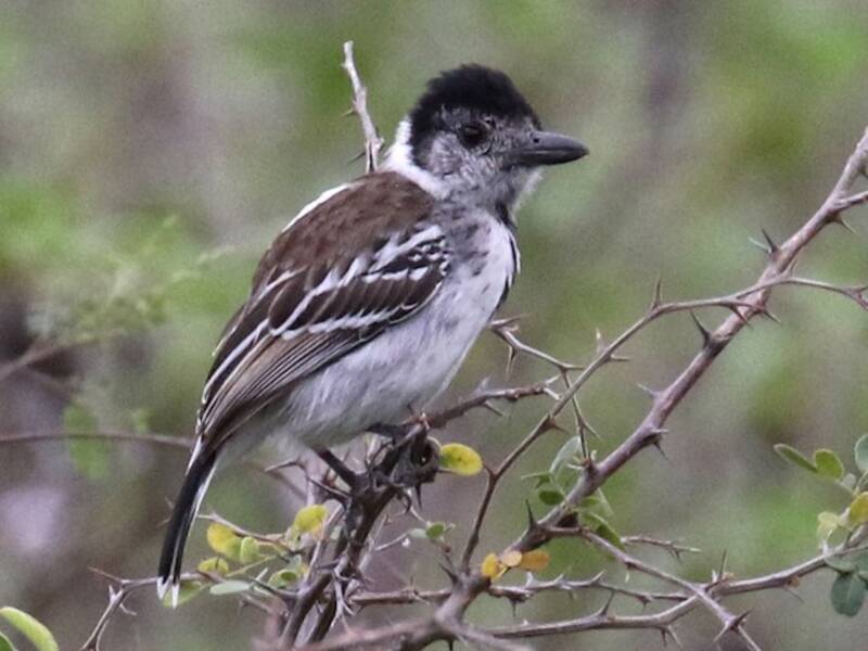 Collared Antshrike (Thamnophilus bernardi)