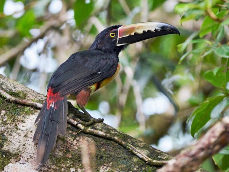 Collared Aracari