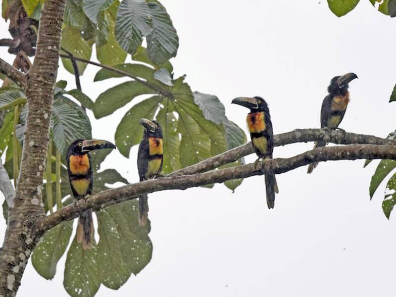 Collared Aracari, 照片 2