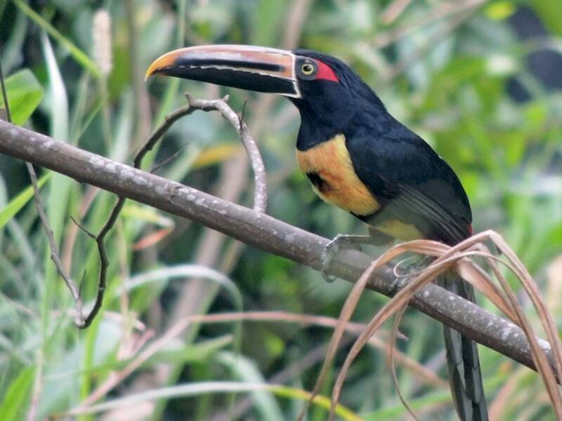 Collared Aracari, 照片 4
