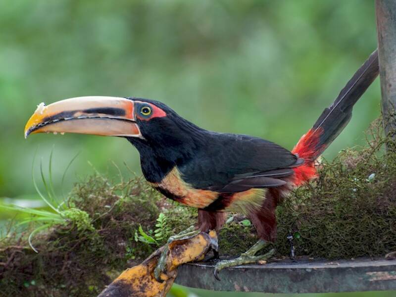 Collared Aracari, 照片 3