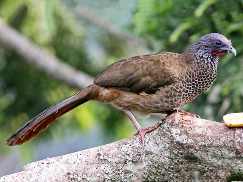 Colombian Chachalaca, Photos 4