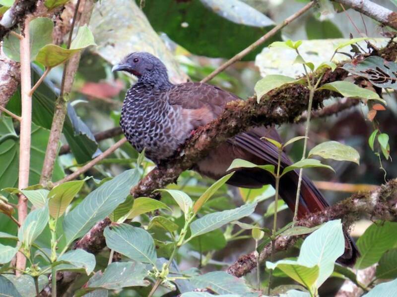 Colombian Chachalaca, Photos 3