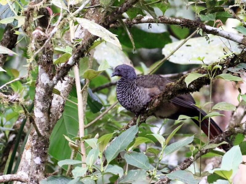 Colombian Chachalaca, Photos 2