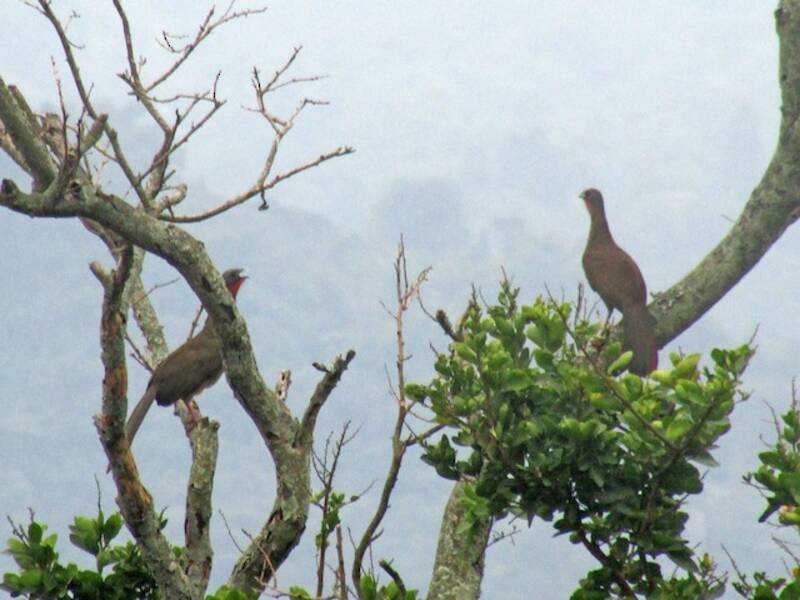 Colombian Chachalaca
