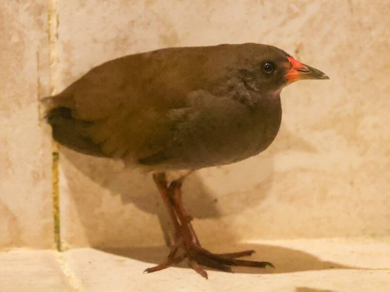 Kolumbienralle