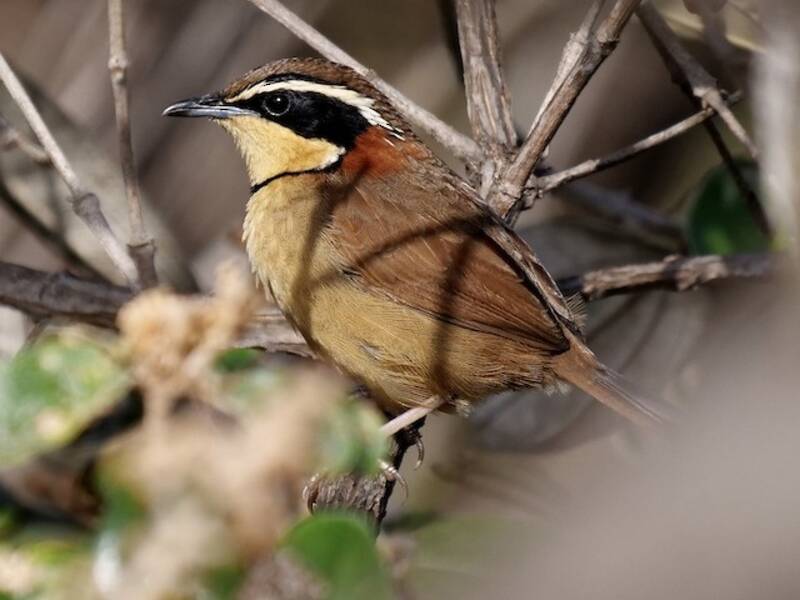 Collared Crescentchest