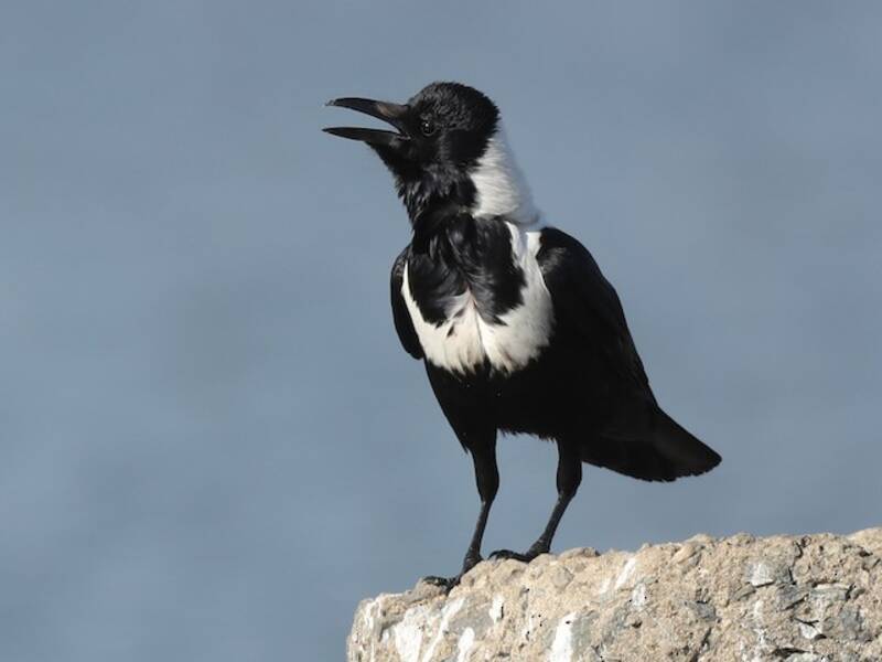 Collared Crow, Photos 4