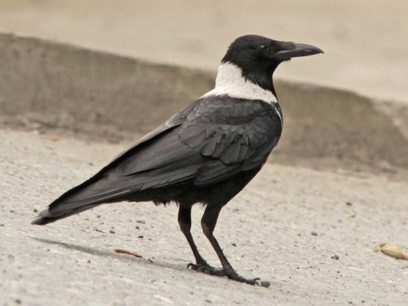 Collared Crow, Photos 3
