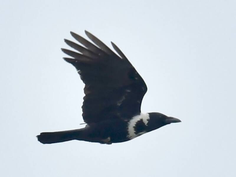 Collared Crow, Photos 2
