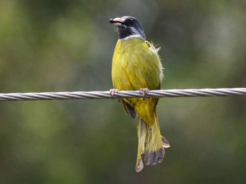 Collared Finchbill, Photos 4