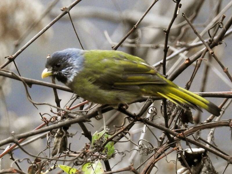 Collared Finchbill, Photos 2