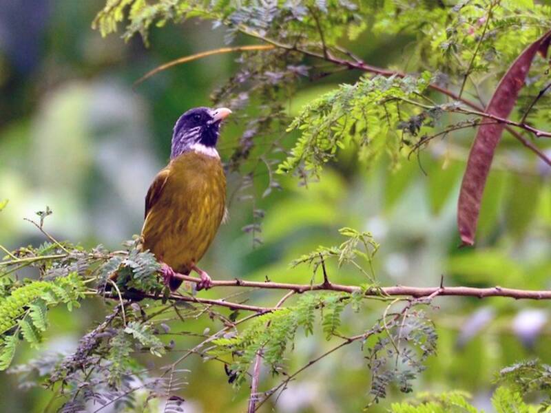 Collared Finchbill, Photos 3