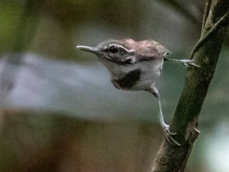 Scricciolo mimo dal collare, Foto 4