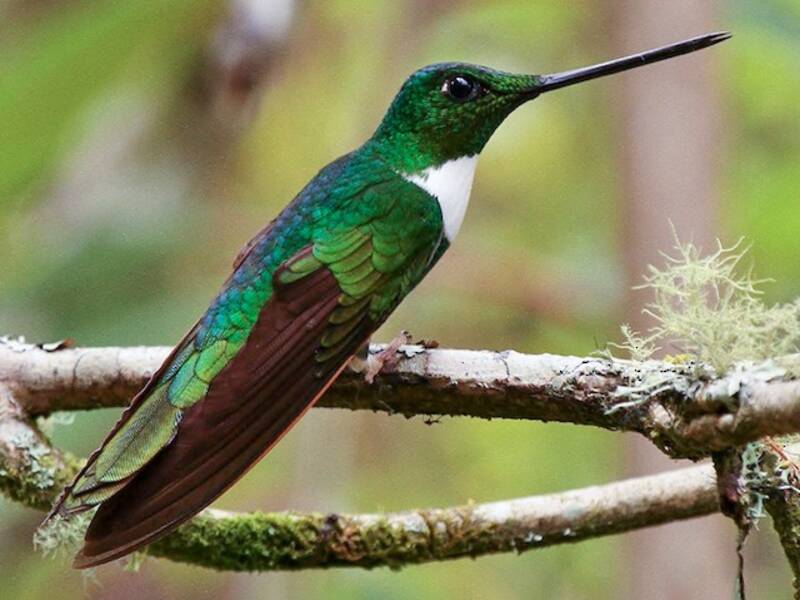 Colibri de Tingo Maria, Photos 4