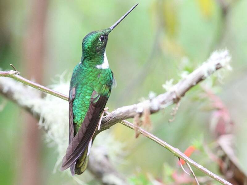 Colibri de Tingo Maria, Photos 3