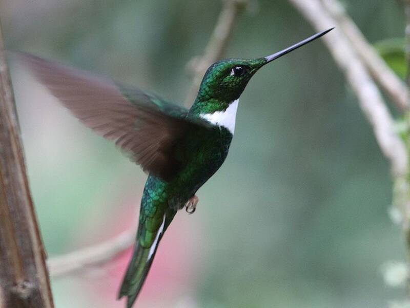 Colibri de Tingo Maria, Photos 2