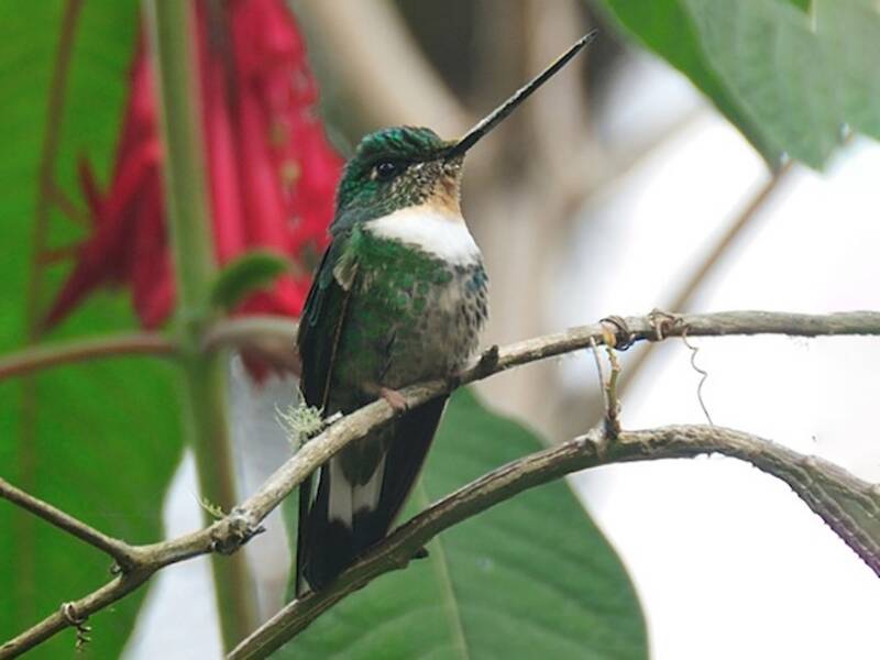Green Inca