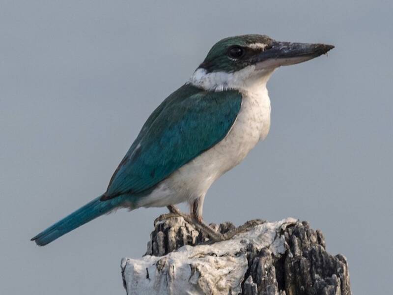 Martin pescatore dal collare, Foto 4