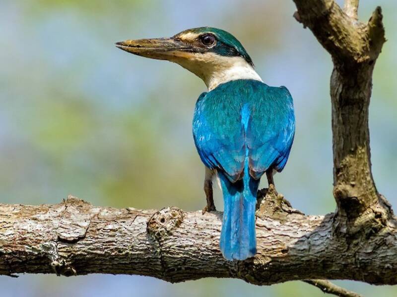 Martin pescatore dal collare