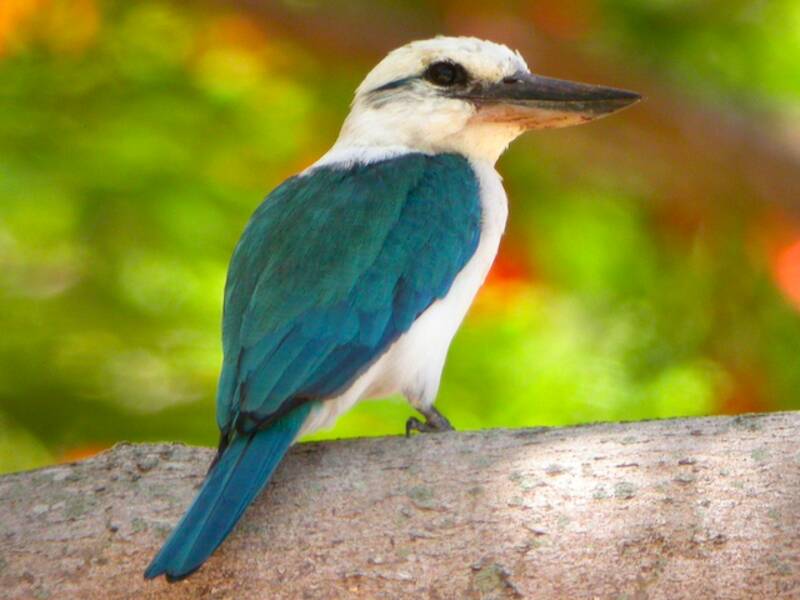 Mariana Kingfisher, Photos 3