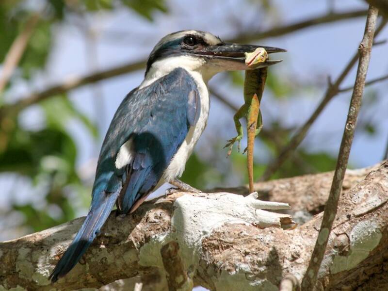 Mariana Kingfisher, Photos 2