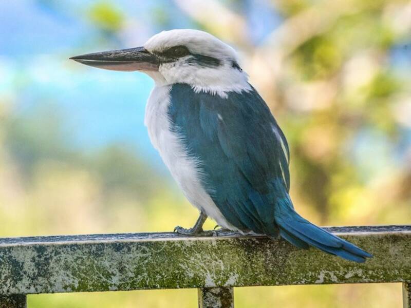 Mariana Kingfisher, Photos 4
