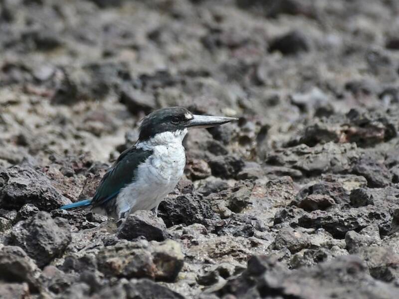Martín pescador de Torres, Fotos 4