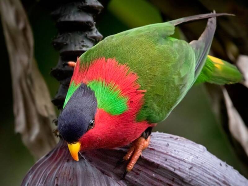Collared Lory, Photos 4