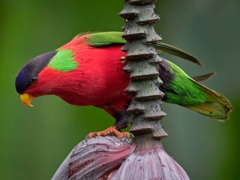 Collared Lory, Photos 2