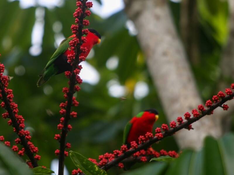 Collared Lory, Photos 3